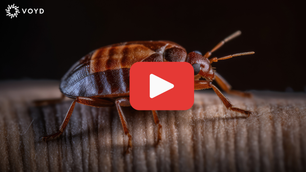 A bed bug crawling on a humans skin looking to bite.